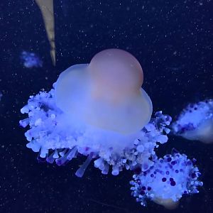 Jellyfish