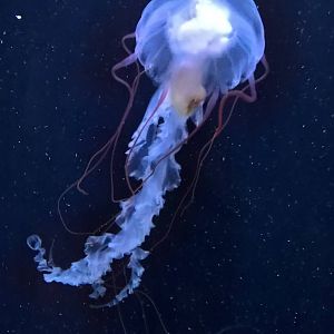 Amakusa Jellyfish