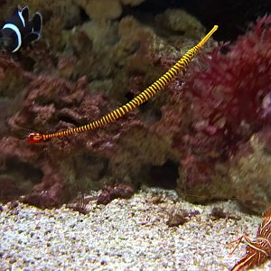 Yellow-banded pipefish