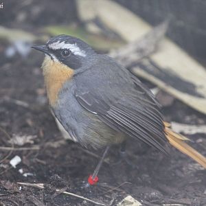 Cape Robin-chat (Cossypha caffra), May 2016
