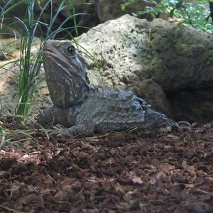 Tuatara