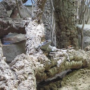 Cuvier's madagascar swift