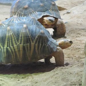 Radiated tortoise