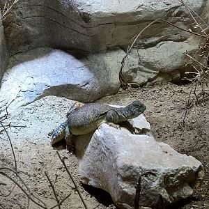 Oman spiny-tailed lizard