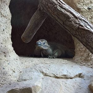 Hispaniolan rhinoceros iguana