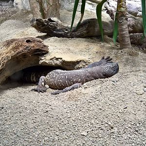 Mexican beaded lizard