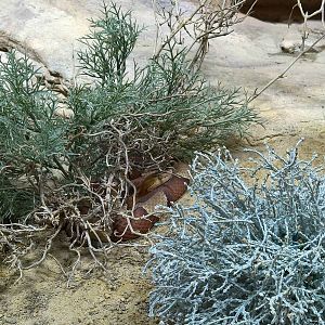 Trans-Pecos copperhead