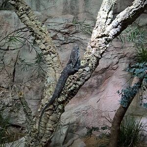 Frill-necked lizard