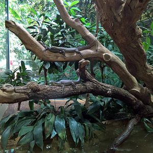 Mertens' water monitor