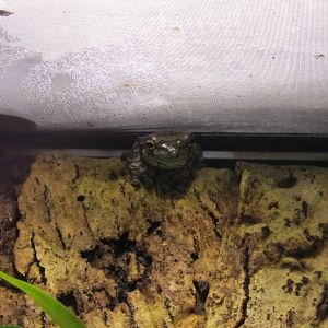 Mission golden-eyed tree frog