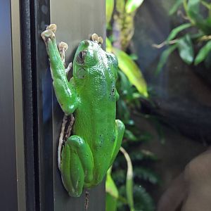 Chinese gliding tree frog