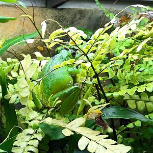 Chinese gliding tree frog