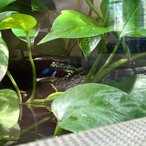 Yellow-bellied toad