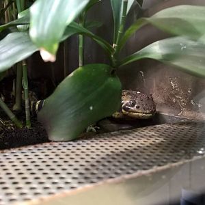Barred tiger salamander