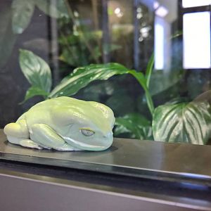 Painted-belly leaf frog