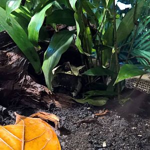 Long-nosed horned frog