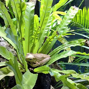 File-eared tree frog