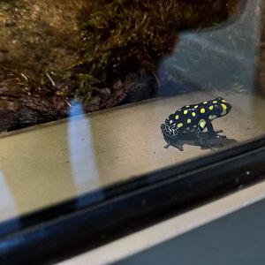 Spotted poison frog