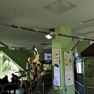 Leaf cutter ant exhibit