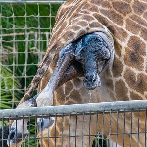 Giraffe birth