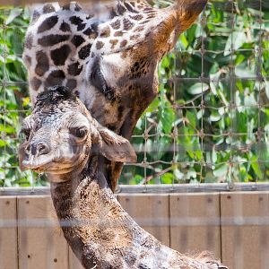 Giraffe birth