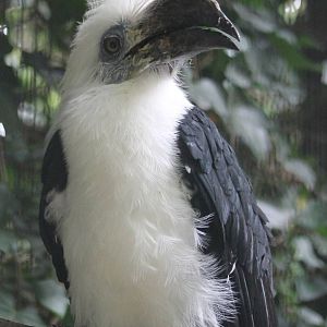 White-crowned hornbill male
