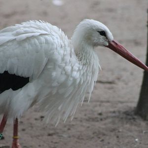 European white stork