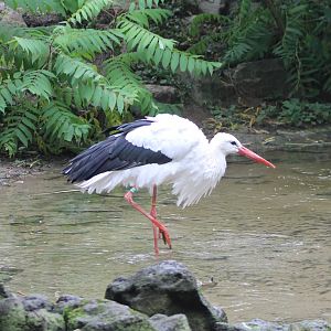 European white stork