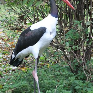 Saddle-billed stork