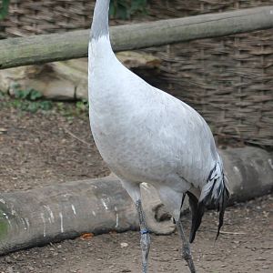 European crane