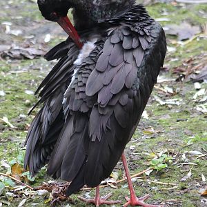 Black stork