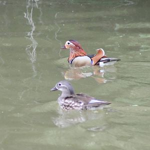Pair of Mandarin ducks