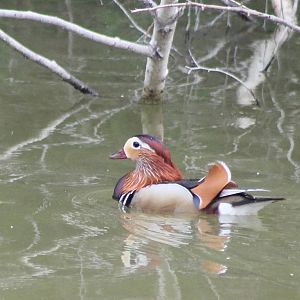 Mandarin duck male