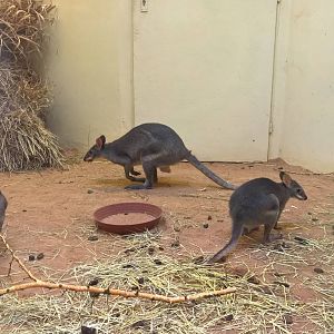 Dusky pademelon