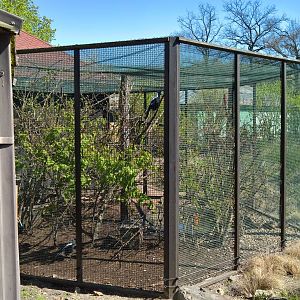 White-backed magpie/Kookaburra Aviary