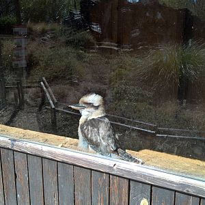 Kookaburra