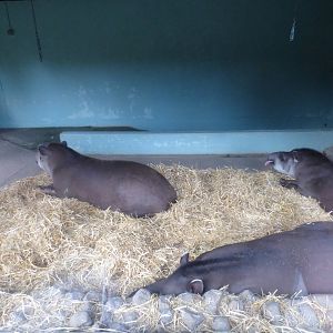 Indoor Brazillian Tapir Enclosure