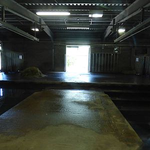 Indoor Common Hippo Enclosure