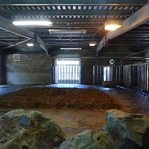 Indoor Southern White Rhino Enclosure