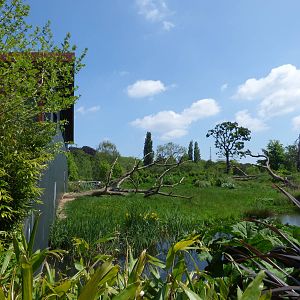 View of Gorilla Rainforest