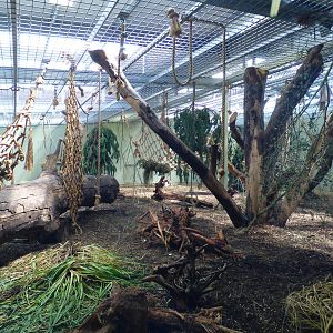 Indoor Gorilla Enclosure
