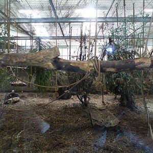 Indoor Chimpanzee Enclosure