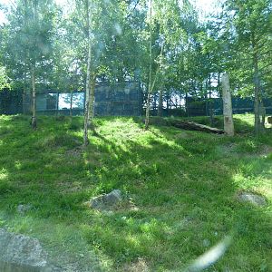 Sumatran Tiger Enclosure