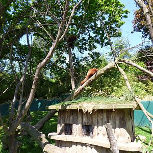 Red Panda Enclosure