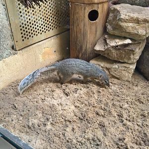 Northern Narrow-striped boky