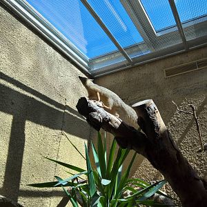 Northern Narrow-striped boky