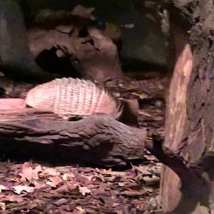 Six-banded armadillo
