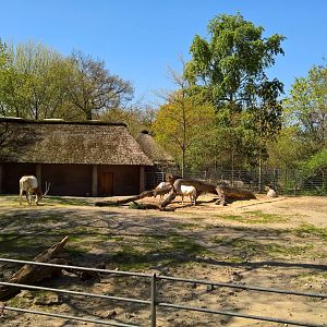 Scimitar-horned oryx