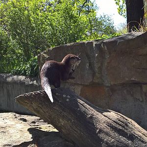 Asian small-clawed otter