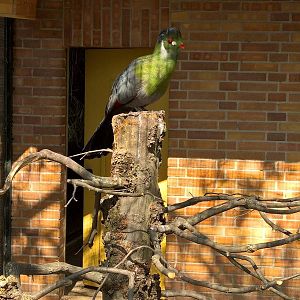 White-cheeked turaco